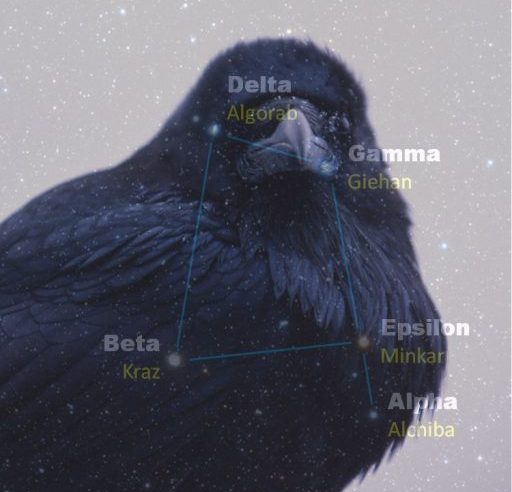 a crow with a star map imposed over it